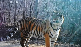 东北虎视频,野生王者之威严瞬间