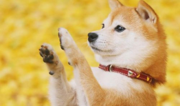 狗日女人视频,揭示人性阴暗面的惊悚之作